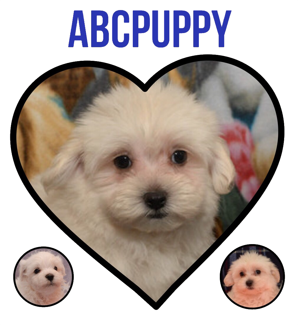 Maltipoo Puppies for Sale Texas Maltepoo Breeders :: ABC Puppy